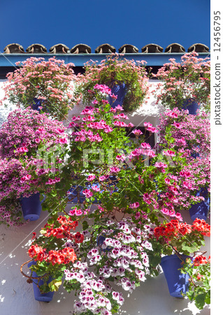 Mediterranean Wall and Window decorated Colorful Flowers , Cordo Mediterranean Wall and Window decorated Colorful Flowers , Cordo 12456795