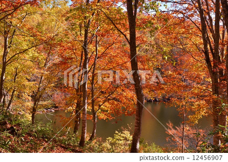 秋葉和Senninpond 12456907