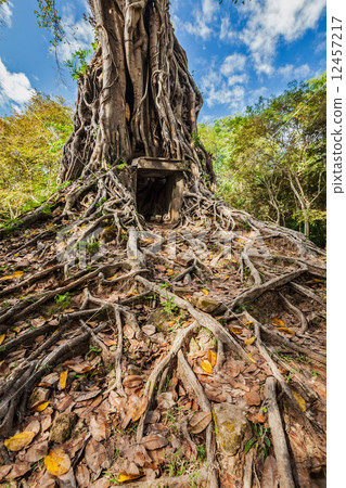 Sambor Prei Kuk temple ruins, Cambodia 12457217