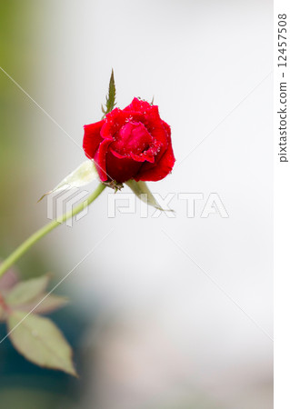 red roses. 12457508
