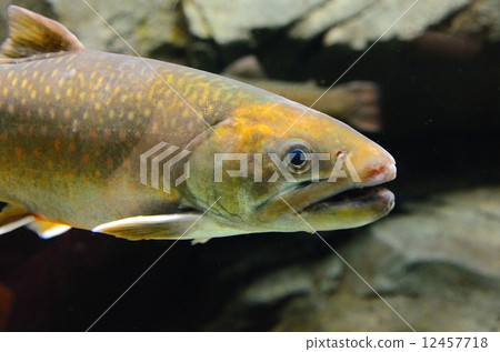 Endangered species Nikko Iwana Japan Specific subspecies Information shortage (DD) 12457718