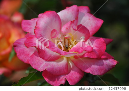 Brilliant Rainbow Solvet Brilliant Rainbow Solvet 12457996