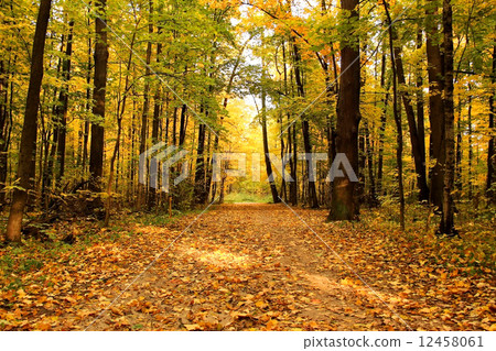 Autumn landscape. Park in the fall. Golden autumn. 12458061
