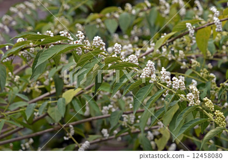 Shiloh Shikibu (white type section) Shiloh Shikibu (white type section) 12458080