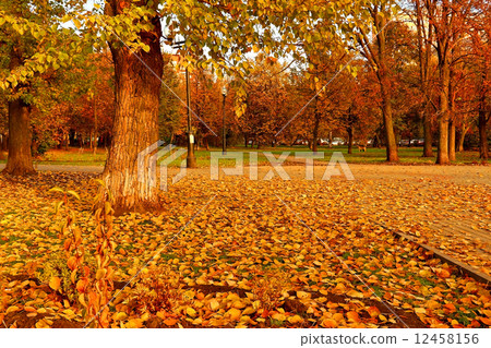 Autumn landscape. City square in golden autumn foliage Autumn landscape. City square in golden autumn foliage 12458156