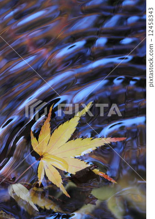 落葉 12458343