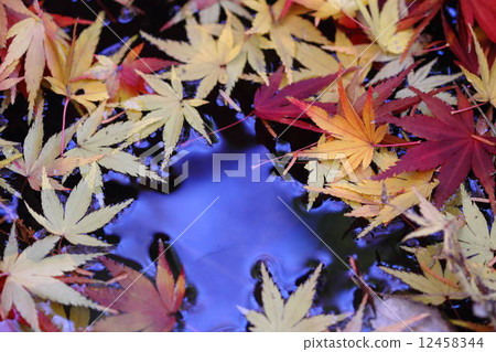 落葉 12458344