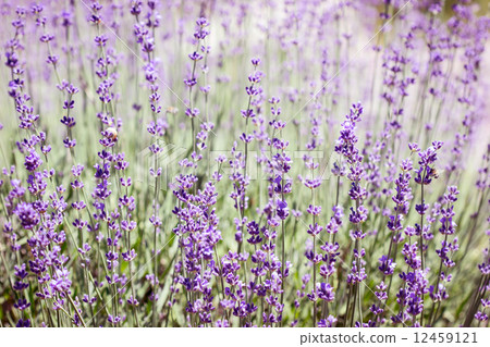 Lavender field Lavender field 12459121