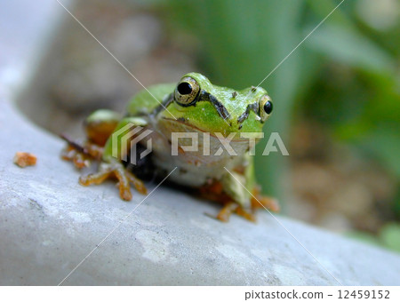 樹蛙 樹蛙 12459152