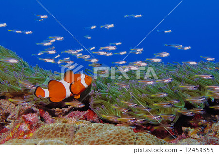 小丑anemonefish 12459355