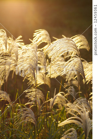 Susuki majesty where light falls 12459361