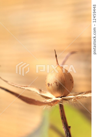 種子在已開花的牽牛花上形成 種子在已開花的牽牛花上形成 12459448