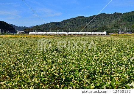 Railway train San-in main line Kamiguchi line 287 series Yagi ~ Yoshitomi Aki Soba soba Buckwheat buckwheat field Nantan City Limited express JR West Japan Sagano line Kishosaki Hashidate Maizuru 12460122
