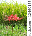 石蒜 12460155