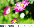 Pink Cosmos 12460290