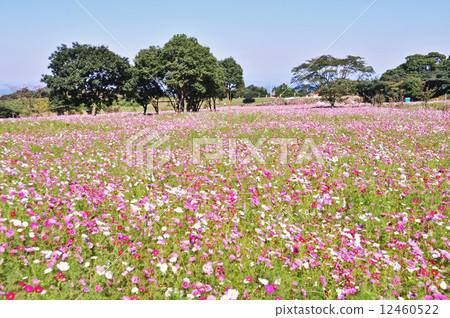 Shiba櫻桃公園的波斯菊 12460522