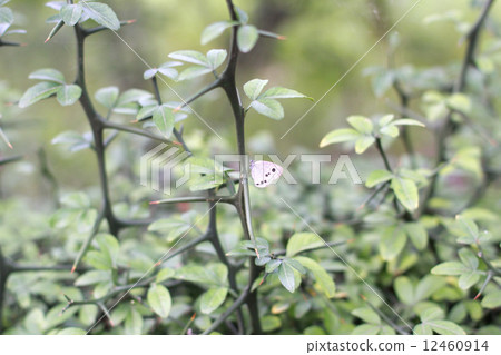 Karatachi tree and butterfly 12460914