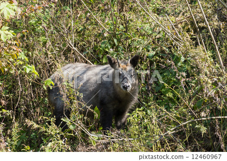 Japanese serow 12460967