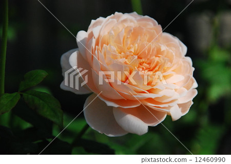 At the rose hill park 12460990
