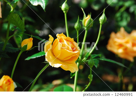 On a rose hill 12460991