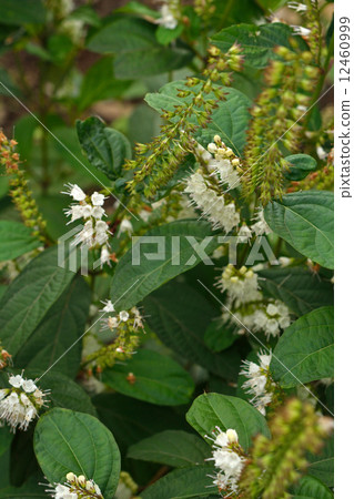 Plants · Shimobashira Labiatae 12460999