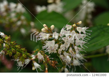 Plants · Shimobashira Labiatae Plants · Shimobashira Labiatae 12461000