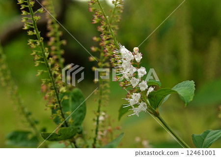 Plants · Shimobashira Labiatae 12461001