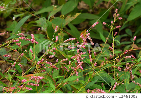 Plants · Family Family Plants · Family Family 12461002