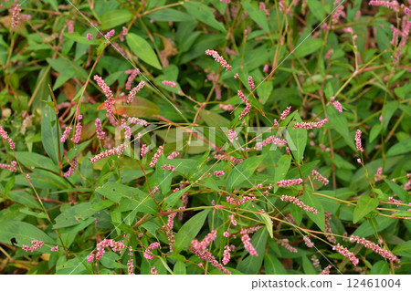 Plants · Family Family 12461004