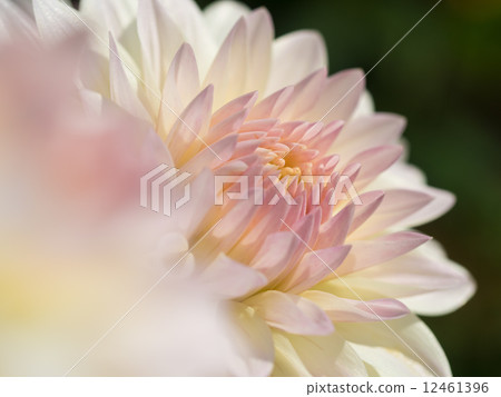 淺棕色大麗花 12461396