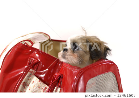 Indoor dog Shih tzu 12461603