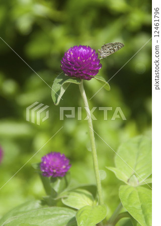 Butterfly on an amaranth flower Butterfly on an amaranth flower 12461796