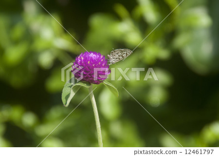 Butterfly on an amaranth flower Butterfly on an amaranth flower 12461797