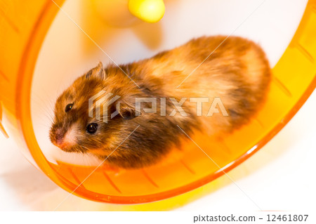 金倉鼠 金倉鼠 12461807