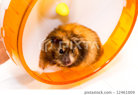 Golden hamster 12461809