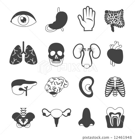 Human organs set black and white Human organs set black and white 12461948