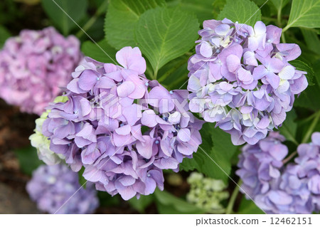 Hydrangea Hydrangea 12462151