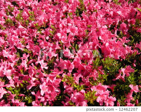 Satsuki Satsuki 12462207