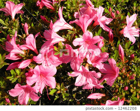 Satsuki Satsuki 12462208