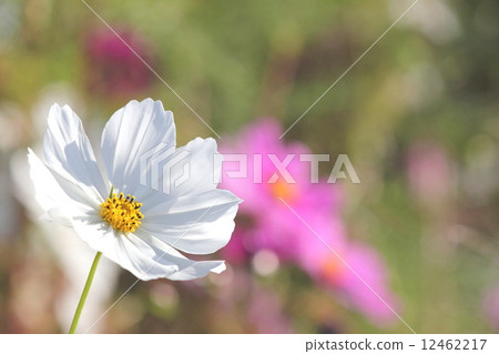 在秋天的陽光下 在秋天的陽光下 12462217