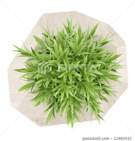 圖庫插圖: top view of houseplant in wooden pot isolated on white