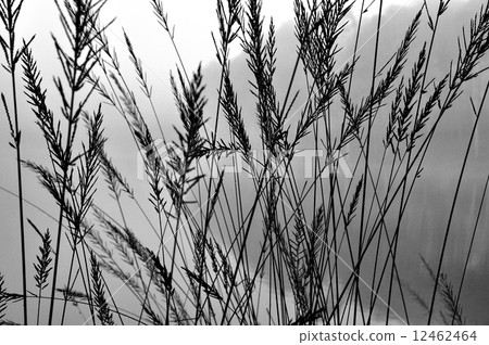 Group of plants in black and white style. Group of plants in black and white style. 12462464