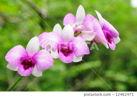 Purple fresh Orchids flowers in gardens 12462471
