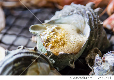 Sazae竹草 12462541