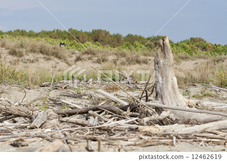 fragments dead trees on the beach of Tuscany 12462619