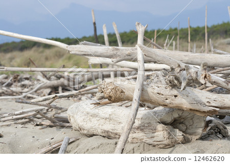 fragments dead trees on the beach of Tuscany 12462620