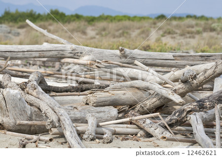 fragments dead trees on the beach of Tuscany 12462621