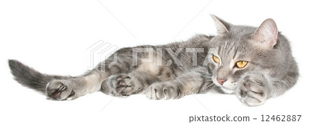 Grey cat lay Grey cat lay 12462887