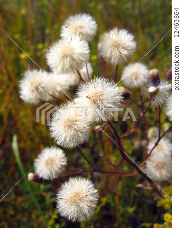 Cirsium arvense ripe and fluffy Cirsium arvense ripe and fluffy 12463864