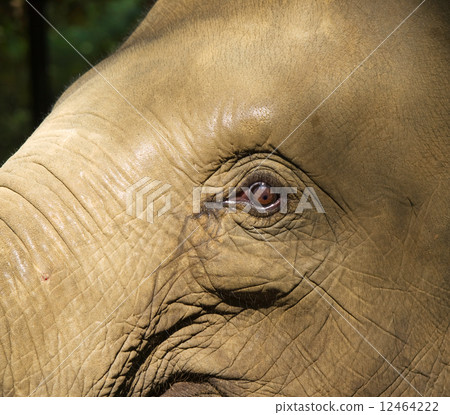 Detail of elephant face 12464222